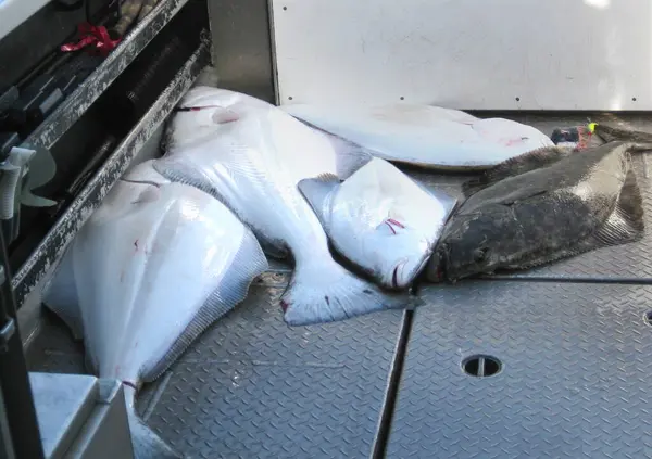 Halibut, Halibut 'ta balık avlarken teknenin arkasında kuyruk oluşturmuş. Dördü güvertede temizlik için bekliyor..