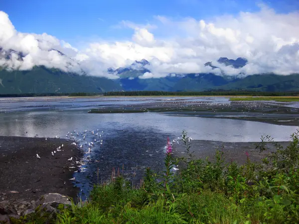 stock image The Solomon Gulch Fish Hatchery releases pink salmon.  Sea gulls feast of the fish that they can catch.