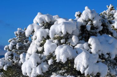 New Mexico köknar ağaçlarının dallarından sarkan yeni yağmış karın arkaplan görüntüsü. Yukarıda mavi gökyüzü.