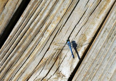 Arka plan görüntüsü, yıpranmış ve çatlamış tahtalarda oturan mavi Dragonfly 'ı gösteriyor. Kanatları açık..