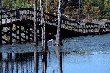 Kara Akbalıkçıl, Monroe, Louisiana 'daki Black Bayou Gölü Ulusal Vahşi Yaşam Sığınağı' nda tembel, güneşli bir öğleden sonra kaşınıyor..