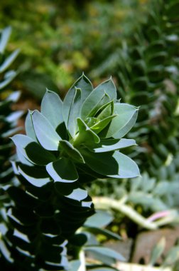 Bitki bir çiy damlasını yakalar ve onu beşikte tutar ve güvende tutar. Su güneşte parlar.,                                