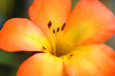 Hawaii 'nin büyük adasında sarı merkezli parlak turuncu çiçek açar. Su damlaları taç yapraklarına yapışıyor..