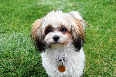 Shih Poo doğrudan kameraya bakıyor. Turuncu etiketli bir tasma takıyor. Yeşil çimenler etrafını sarmış..