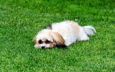 Shih Poo, başının belada olduğunu fark ettiğinde başını çimlere koyar. Kafası aşağıda ve büyük köpek yavrusu gözleri dik dik bakıyor..