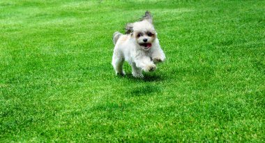 Enerjik küçük Shih Poo dilini sallayarak avluda koşuyor..  