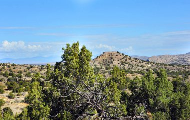 Sedir ağacı kökleri New Mexico 'daki Turkuaz Yolu boyunca dağ manzaralı..