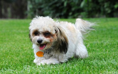 Shih Poo, Shih Tzu ve Poodle karışımı, pantolonlarını bahçesinin yeşil çimlerinde gezdirirken. Fotoğraf yakın plan..