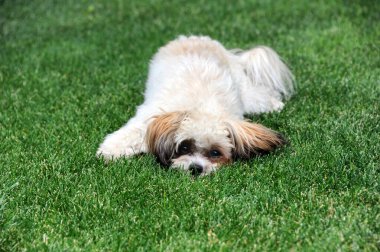 Shih Poo yavrusu kafasını çimlere gömmeye çalışıyor. Başı dertte ve kendini olabildiğince küçültüyor. Yeşil çimenler etrafını sarmış..