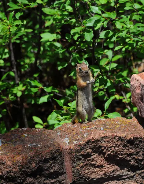 stock image Cute chipmunk stands on his rear legs begging for food at the Little Tesuque Picnic Ground.  Picnic ground is in the Santa Fe National Forest in New Mexico.