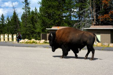 Two tourists hide behind rocks to get a photograph of a bison that is wandring aimlessly down the middle of the highway in Yellowstone National Park. clipart