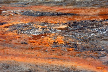 Yosun birikintileri Yellowstone Ulusal Parkı 'ndaki Norris Geyser Havzası' nda ıslak ve çamurlu araziye yayılmış..