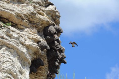 American Cliff Swallow, Yellowstone Ulusal Parkı 'nda sıcak su kaynağı olan Soda Butte' ye yuva yaptı. Kırlangıç yuvasına dönüyor..