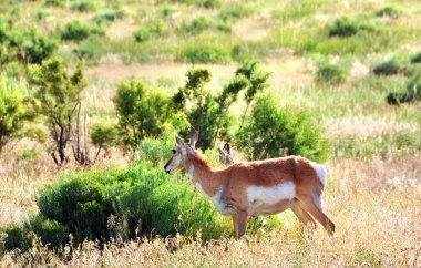 Antilop Yellowstone Ulusal Parkı 'ndaki bir dağ yamacındaki çalıların arasında besleniyor..