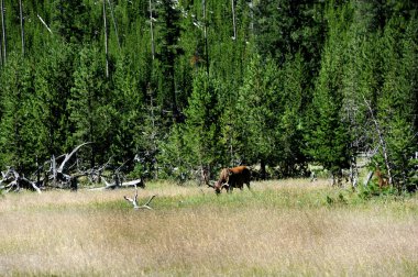 Büyük boynuzlu geyik Yellowstone Ulusal Parkı 'ndaki bir arazinin yüksek çimlerinde yiyecek arıyor. Boynuzlar hala kadifede..