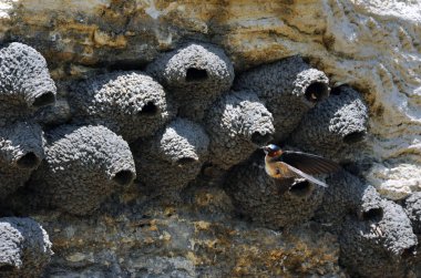 Amerikan Cliff Swallow yuvasına Yellowstone Ulusal Parkı 'ndaki Soda Butte tarafında yaklaşıyor..