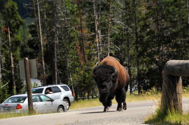 Automobiles stop traffic to take photos of a bison walking down the middle of the highway in Yellowtone National Park. clipart