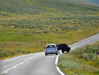 Bison, Wyoming 'deki Yellowstone Ulusal Parkı' nda yolu geçerken arabayı durdurur..