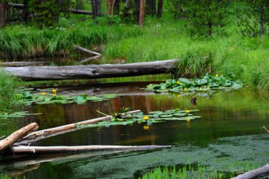 Logs lay across stream connecting one grassy tuft to another.  Waters are run offs from Yellowstone Lake in Yellowstone National Park.  Yellow water lillies bloom and are reflected on waters. clipart