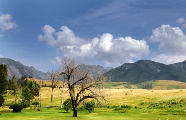 Eski ağaçların ince dalları Mutlu Vadi, Montana 'daki Absaroka Dağları' nın engelsiz manzarasının tadını çıkarır..
