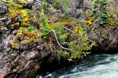 Yellowstone Nehri 'nin kısa dallarının altından akan çam ağaçları suya uzanır. Rocky blöfü Yellowstone Ulusal Parkı 'ndaki nehir kenarından dik bir şekilde yükseliyor..