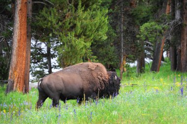 Bison Yellowstone Ulusal Parkı 'nda kır çiçekleriyle dolu bir çayırda dolaşıyor. Başını kaldırdı ve ilerliyor..