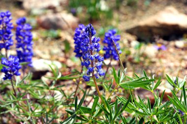 Yakın plan, Wyoming 'de Beartooth Geçidi' nin kayalık yamacında mor Lupine çiçeklerini gösteriyor..