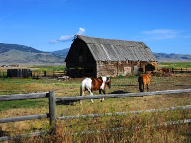 Ahşap bir padok içinde ahşap ahşap ahşap ahşap koltuklar. Atlar yavaşça ahıra doğru yürüdü ve günlük saman paylarını aldılar. Mavi Montana gökyüzü tarım sahnesini çerçeveledi.