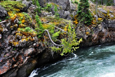 Yellowstone Nehri Yellowstone Ulusal Parkı 'ndaki Yukarı Şelale' nin kıyısından geçerken çam ağacı suya doğru uzanır..