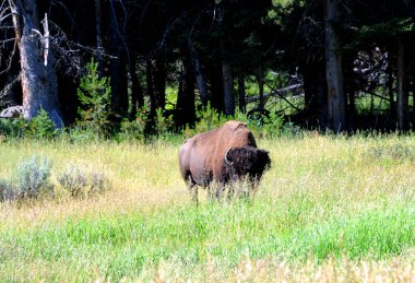 Yellowstone Ulusal Parkı 'ndaki uzun otlarla beslenen bizonlar..