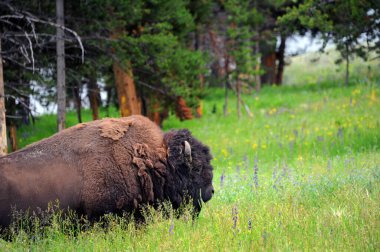 Bufalo, Yellowstone Ulusal Parkı 'ndaki bir tarlanın derin çimlerinden kafasını kaldırmak için beslenirken duraksadı..