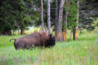 Bufalo, Yellowstone Ulusal Parkı 'ndaki derin kır çiçekleri ve uzun otlar arasında yavaşça ilerler. Orman onu çevrelemiş..