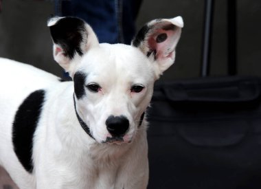 Siyah beyaz köpek yavrusu kameraya bakıyor. Kulakları kıpır kıpır ve sakin..