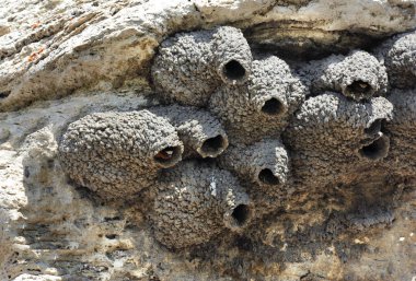 American Cliff Swallow, Yellowstone Ulusal Parkı 'ndaki Soda Butte' un kenarındaki yuvasından çıkar..