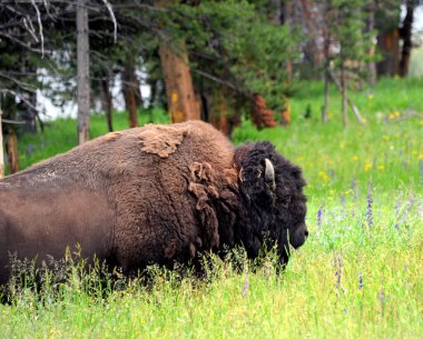 Yellowstone Ulusal Parkı 'ndaki bir bufalonun görüntüsü. Uzun otların arasında dikiliyor..