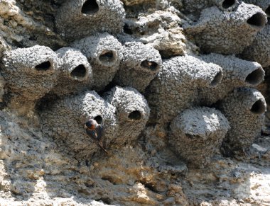Amerikan Cliff Swallows kolonisi Yellowstone Ulusal Parkı 'ndaki Soda Butte' un kenarına yuva yaptı..