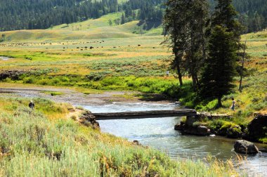 Visitors, photographing buffalo in Lamar Valley, cross narrow wooden bridge that crosses Soda Butte Creek, in Yellowsotne National Park. clipart