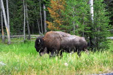 Boynuzlu Bizon, Yellowstone Ulusal Parkı 'ndaki ormanın hemen dışındaki uzun otların arasından geçiyor. Boynuzunun altında küçük bir köknar ağacı var..