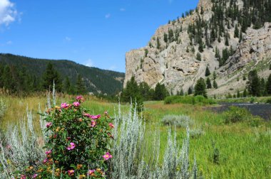 Wildflowers bloom close to the Gallatin River in the Gallatin River Valley along Highway 191 in Montana. clipart