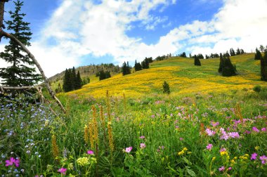 Wyoming 'deki Beartooth Geçidi' nde kır çiçekleri çiçek açıyor..