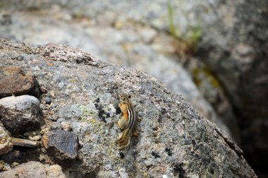 Gibbon Şelalesi 'ndeki Yellowstone Ulusal Parkı' nda küçük bir sincap hareket halindeyken donar..