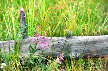 Yellowstone Ulusal Parkı 'ndaki çayırlarda yıpranmış ve çürümüş kütükler var. Pembe çiçekler yaşlılığın ve ölümün yanında yeni bir büyüme de ekler..