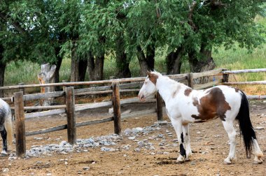Profilde, Mutlu Vadi Montana 'da bir kır evinde boyalı at duruyor..