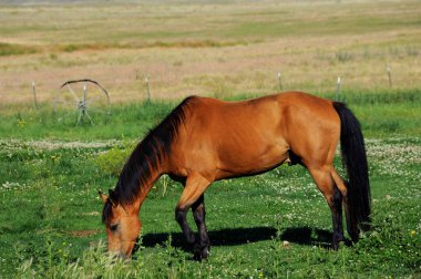 At otlakta çitlerle ve eski araba tekerleğiyle yemek yiyor. Cennet Vadisi, Montana 'da otlak var..