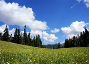 Yellowstone Milli Parkı 'ndaki kır çiçekleri ve çimenlik tarlalar dağların önünü doldurdu.
