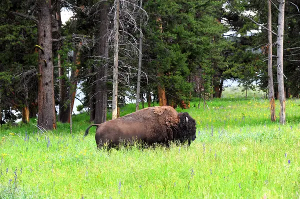 Yellowstone Ulusal Parkı 'nda bufalo yaklaşıyor. Çimen ve kır çiçekleriyle dolu bir tarlada göbeğini zımparalıyor..