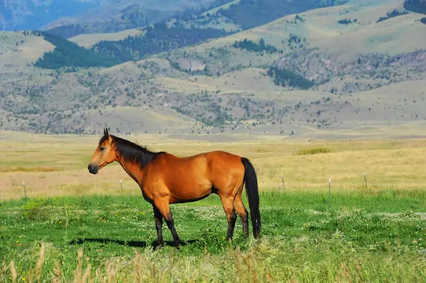 Montana, Cennet Vadisi 'nde at otluyor. At kahverengimsi kırmızı, siyah yelesi ve kuyruğu var. Dört siyah çorabı da var. Gallatin dağları arka planda yükseliyor.