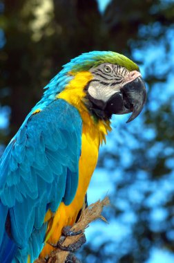 Güzel Mavi ve Sarı Macaw bir ağaç dalına tutunur. Yakından bakınca, göz ve iğne tüyleri görünüyor..                                