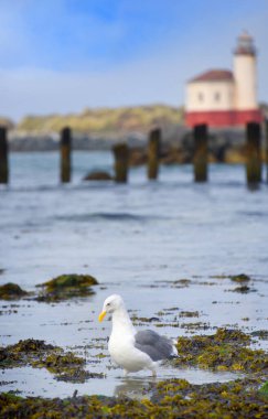 Seagull searches among the sea grass for food.  Coquille River Lighthouse is in background. clipart