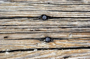 Yaşlı ve yaşlanan tahtalar zamanla çatlar. Ormandaki çatlaklardan çıkan iki büyük çivi başı..                                